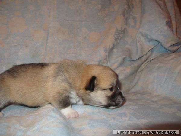 Щенки вельш-корги-пемброка