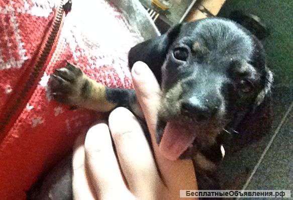 Щенки мини такса