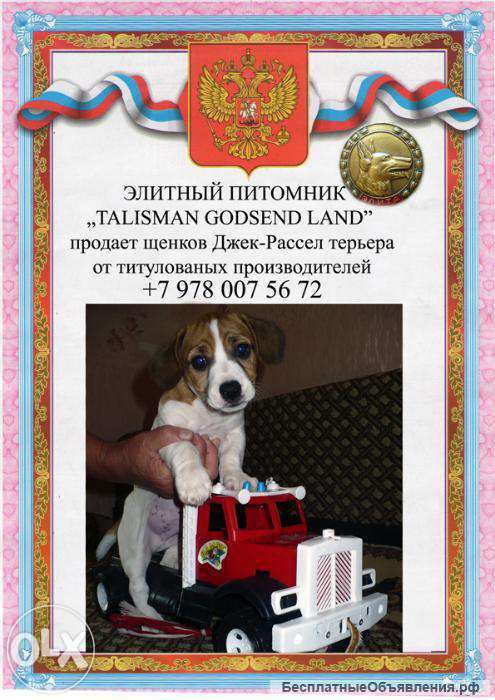 Щенки Джек-Рассел терьера