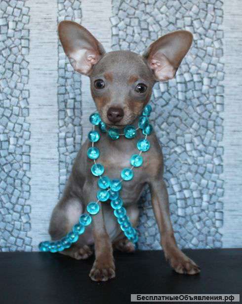 Той-терьер гл. ш. лилово-подпалая девчонка с документами ркф