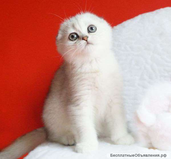 Шотландские кошечки - серебристые шиншиллы