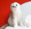 Шотландские кошечки - серебристые шиншиллы