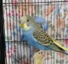 Волнистые попугаи птенцы - самцы