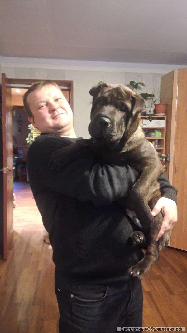 Щенок шарпей