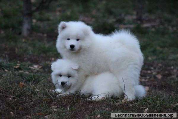 Щенки Самоедкой Собаки от шикарных родителей