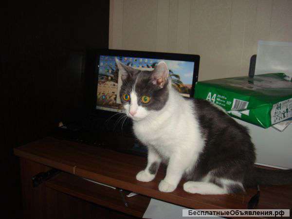 Котенка 6мес,девочка серо-белая,умница,красавица