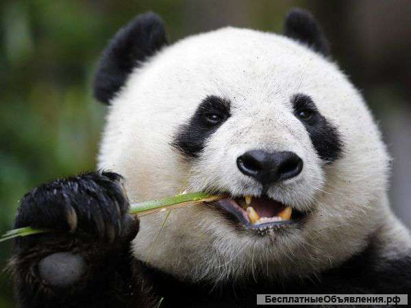 Кастрация,стерилизация кошек и котов по акции