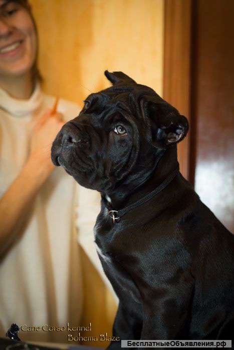 Щенки кане корсо от Чемпионов породы