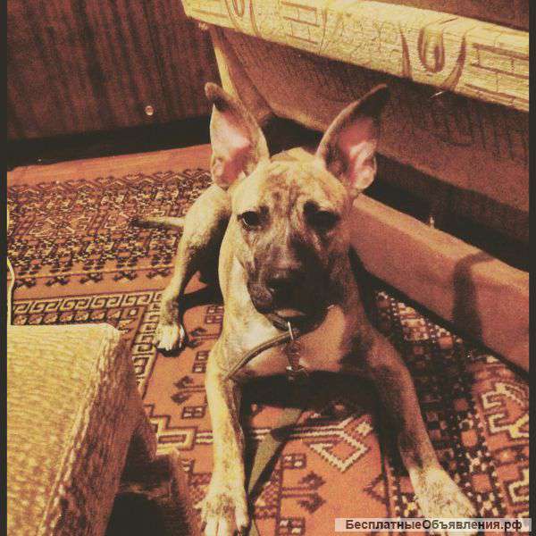 Отдам в хорошие руки