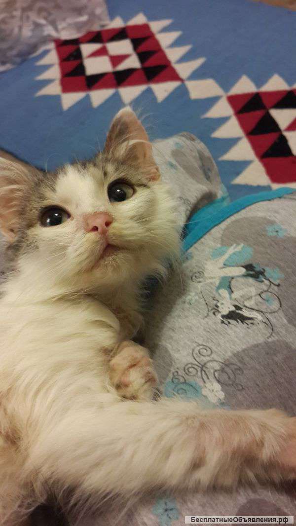 Котенок в дар