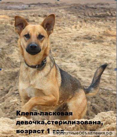 Собаки для охраны и для души