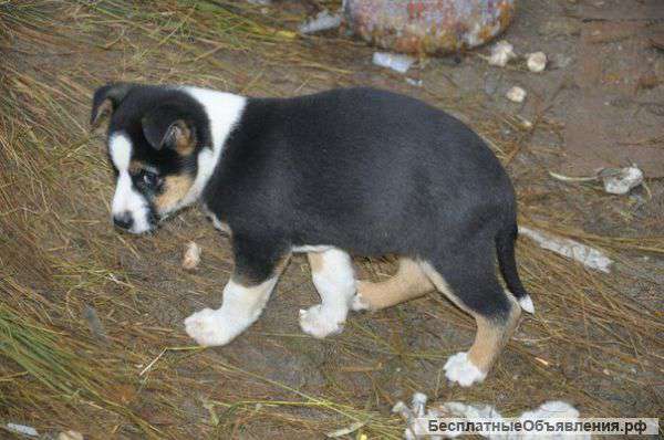 Щенки в дар