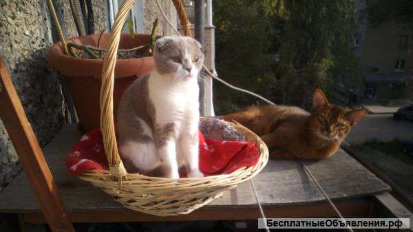 Котятки от абиссинца и вислоухой