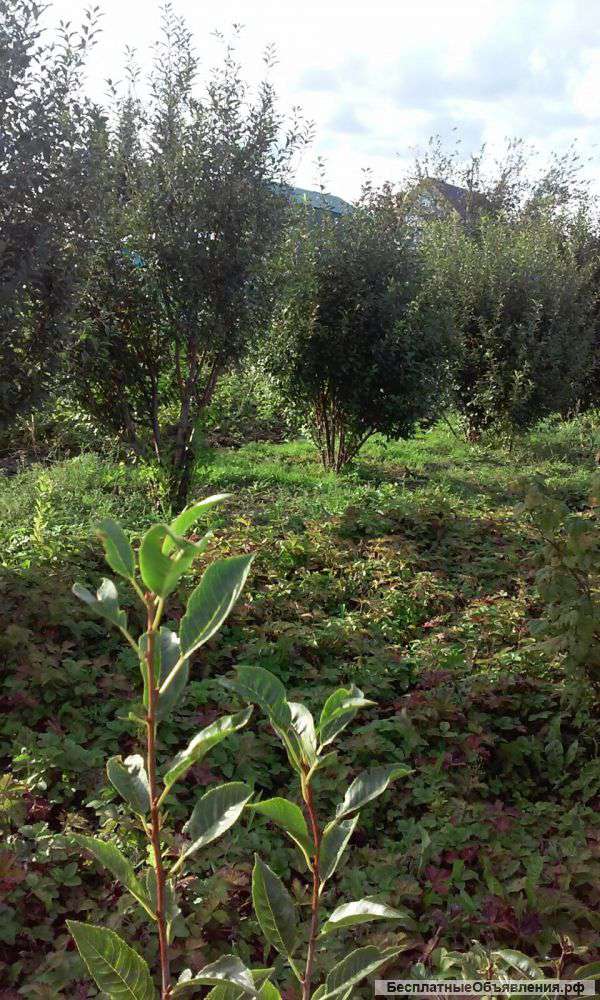 Дачу п.рыбачий общ.обские просторы