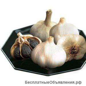 Чеснок черный
