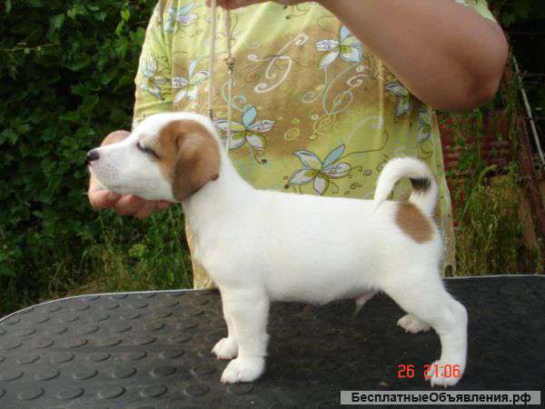 Щенки джек рассел терьера
