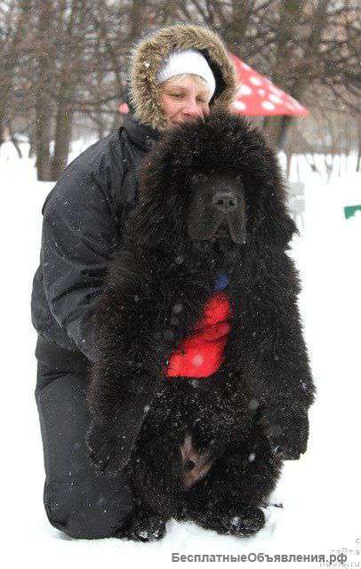Алиментные щенки ньюфаундленда