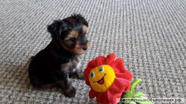 Щенков Йоркширский терьер