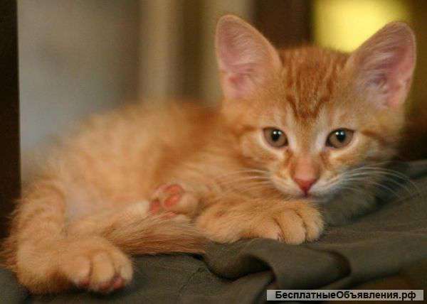 Отдам в хорошие ручки)))