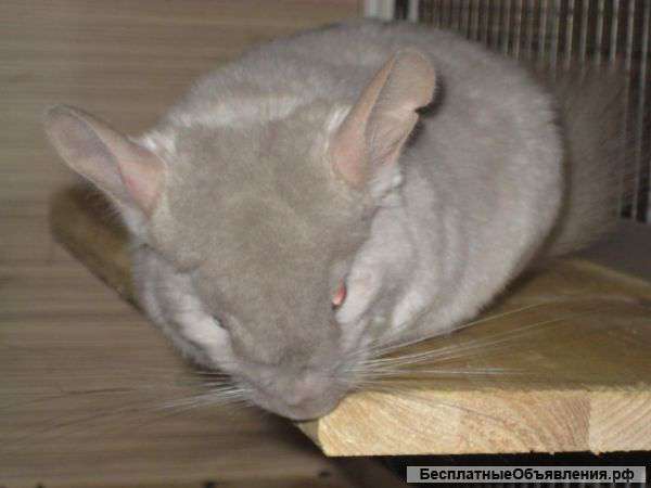 18-06-2015 (возраст 5 месяцев) Окрас: бежевый фиолет Цена: 5000