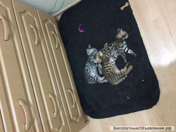 Бенгальский котенок