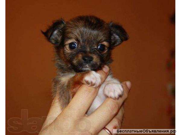 Щенков чихуахуа
