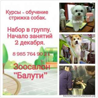 Стрижка собак