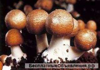 Мицелий агарик бразильский для выращивания бразильских шампиньонов в домашних условиях