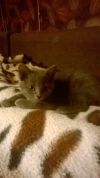 Кошку (русская голубая) 2 мес