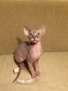 Котята канадского сфинкса