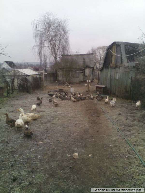 Домашняя утка