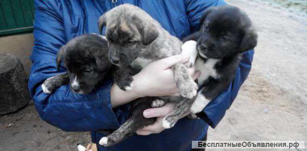 Отдам в добрые и любящие руки щенков