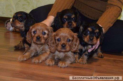 Кавалер-кинг-чарльз спаниель