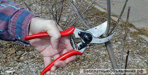 Обрезка плодовых деревьев и кустарников. Удаление пней.