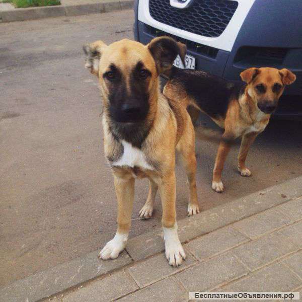 Отдам ласковых щенков