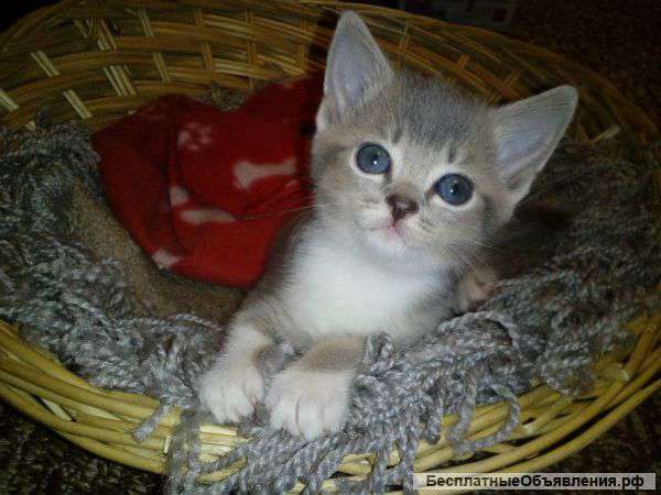 Котята метисы