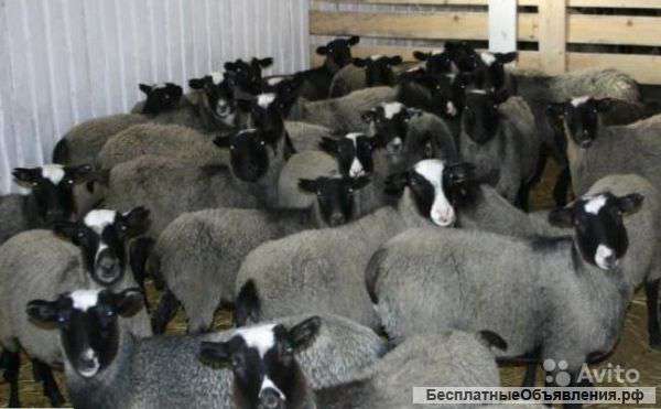 Овцы романовские