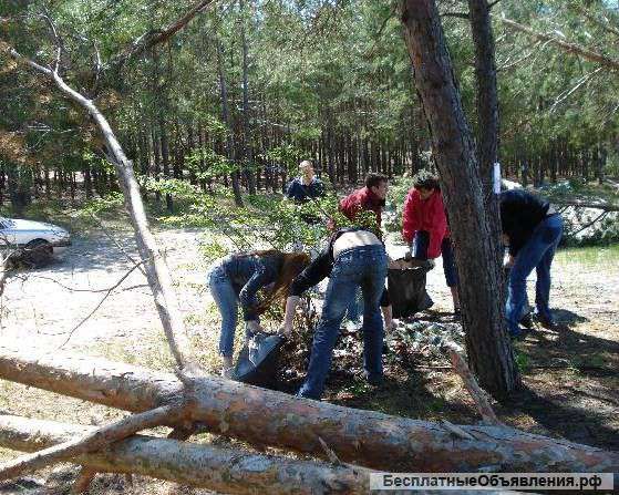 Уборка участка, Побелка деревьев