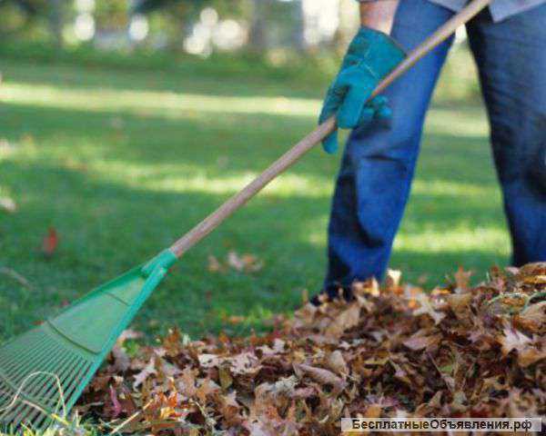 Уборка участка, Побелка деревьев