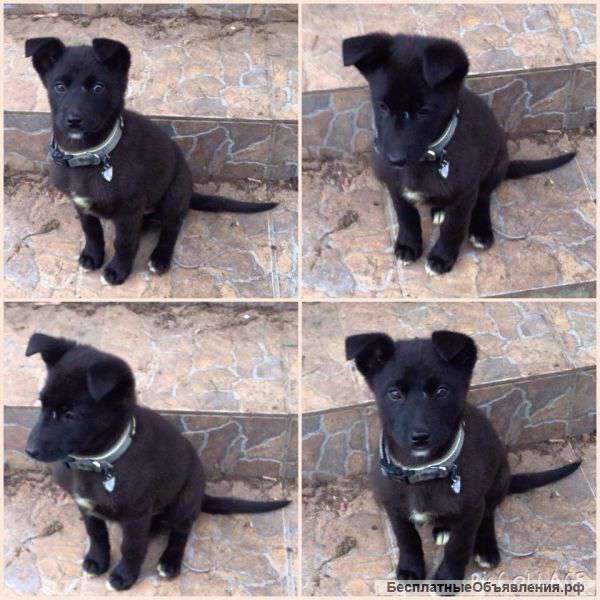 Отдам собаку в хорошие руки