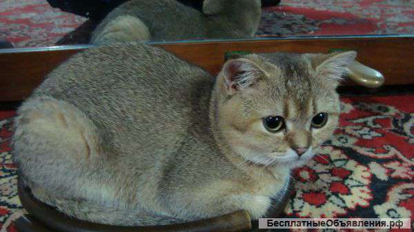 Золотые тиккированные шиншиллы