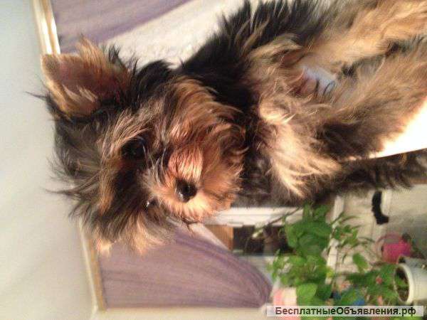Щенок йоркширского терьера( девочка)