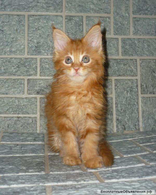 Мейн-кун котята из питомника