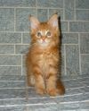 Мейн-кун котята из питомника