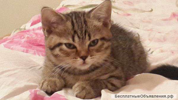 Котенок Британец