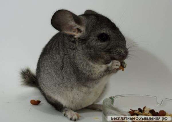 Шиншиллы от питомника