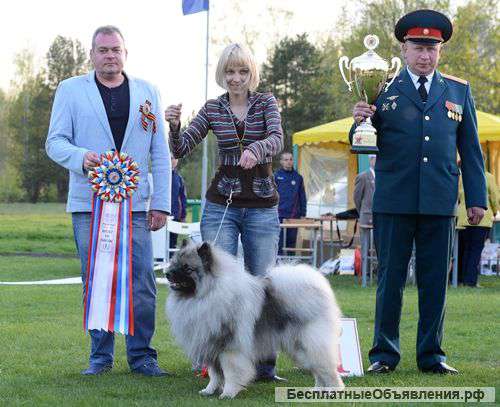 Кеесхонд (вольфшпиц). Щенки из питомника РКФ.