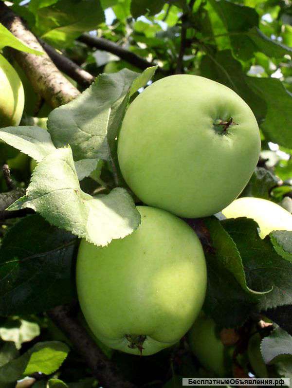яблоня с крупными зелеными яблоками
