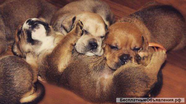 Клубные щенки Ка Де Бо