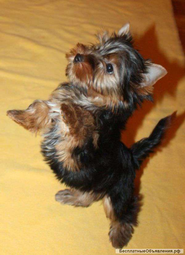 Щенки Йоркширского терьера